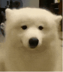 微信可爱GIF群聊斗图表情包动物gif搞笑图片