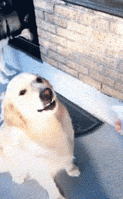 你这是抢我的饭碗呀，和我比二，你不是我的对手的动物gif搞笑图片