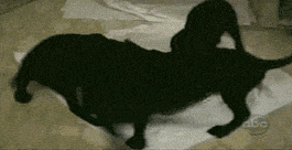 一会转晕啦，还咋吃饭呀？动物gif搞笑图片