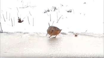 听说这是一只去过夜店的鸟，跟着节奏一起，动次打次，动次打次动物gif搞笑图片