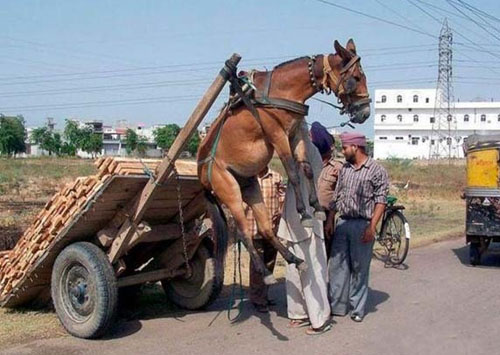 马儿太悲剧了动物gif搞笑图片
