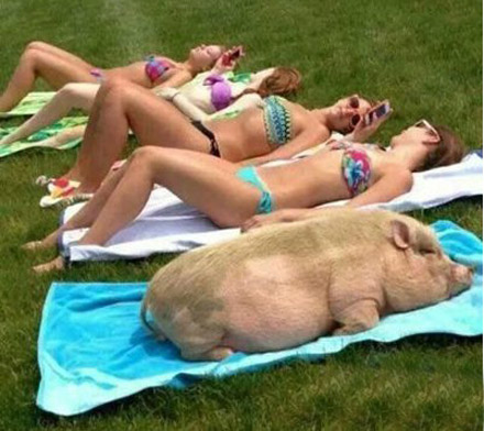 美女们，猪也是这样子的动物gif搞笑图片