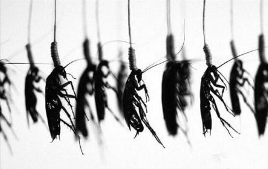 麻麻说了一家人最重要的是整整齐齐动物gif搞笑图片