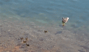 舍不得孩子抓不着鱼动物gif搞笑图片