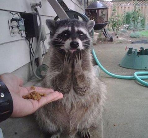 善良小浣熊不受嗟来之食动物gif搞笑图片