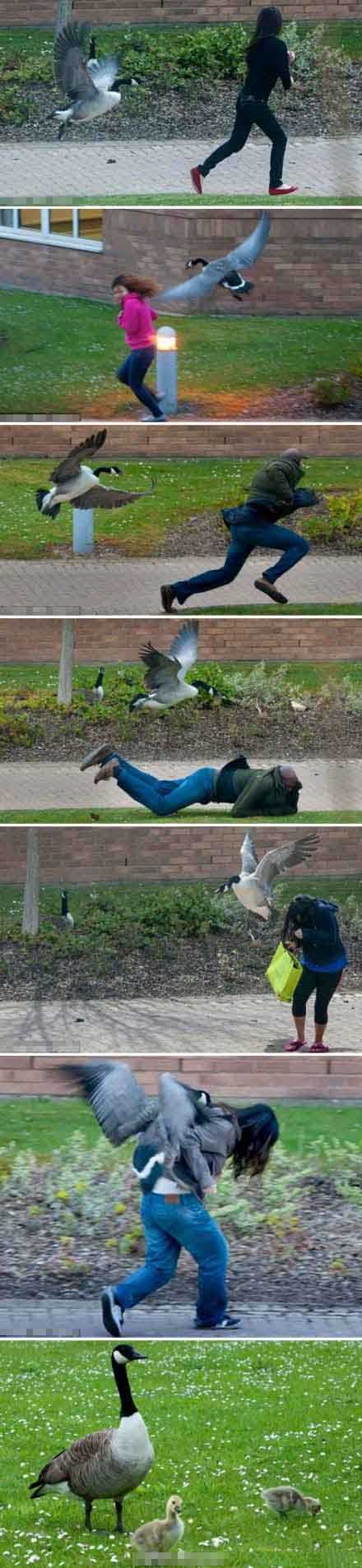 孵蛋的鹅妈妈惹不起动物gif搞笑图片