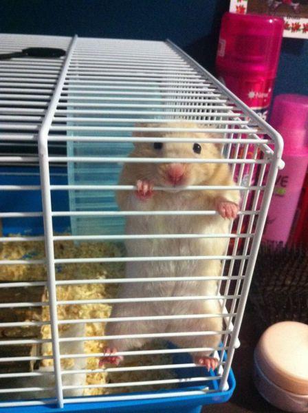 放我出去动物gif搞笑图片