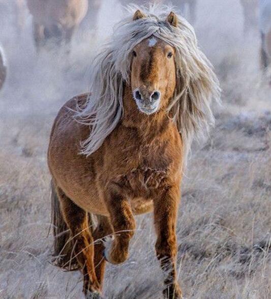 杀马特？动物gif搞笑图片