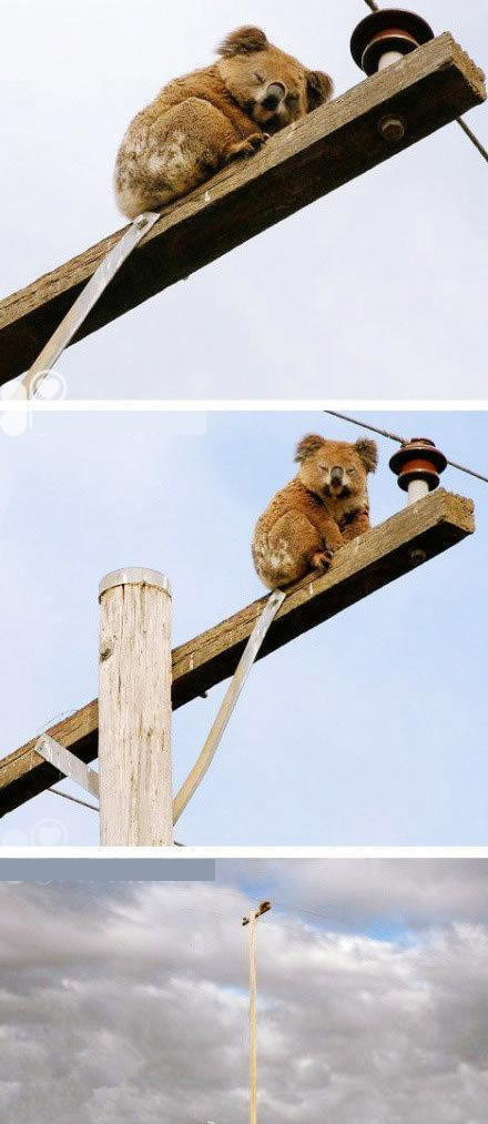 睡觉的熊动物gif搞笑图片