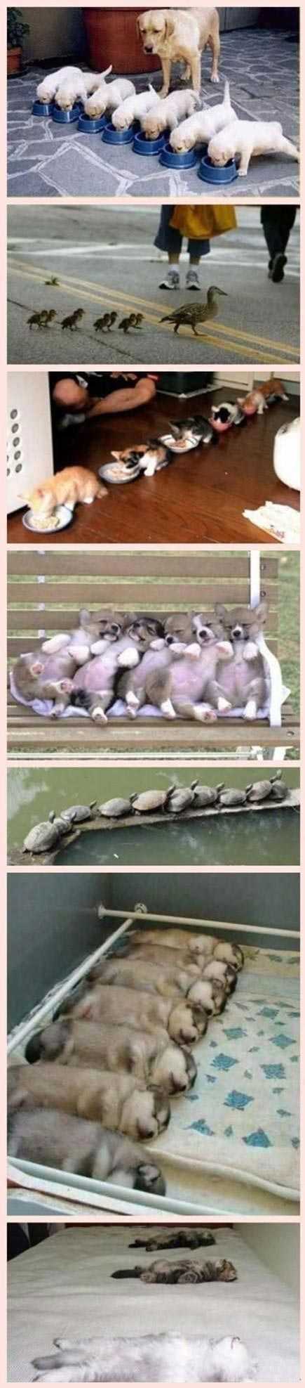 养娃娃就要严格执行军事化管理动物gif搞笑图片