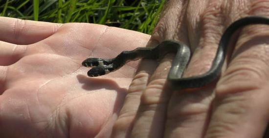 罕见的双头蛇动物gif搞笑图片