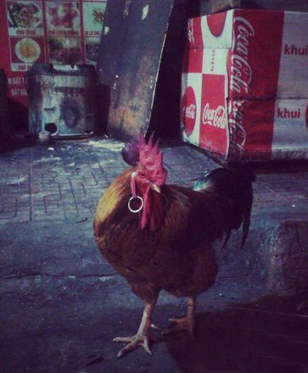 非主流的公鸡，太帅了动物gif搞笑图片