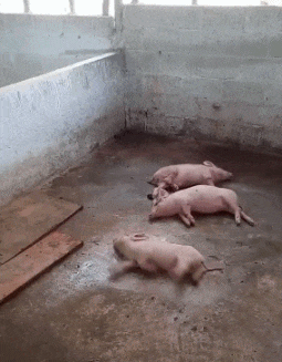 我就是猪界的刘翔动物gif搞笑图片