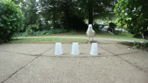 聪明的海鸥动物gif搞笑图片