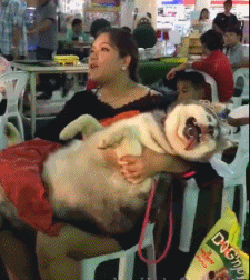 别管我，我是条废狗了动物gif搞笑图片