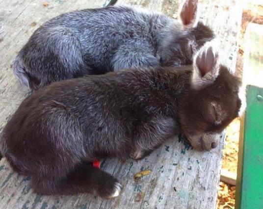 让你们看看什么是真正的小毛驴动物gif搞笑图片