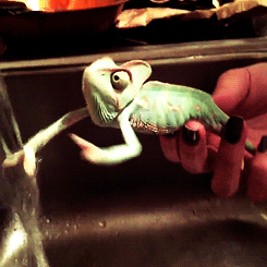 怎么爬不上啊？动物gif搞笑图片