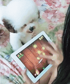 不就是切水果嘛，我来帮你动物gif搞笑图片