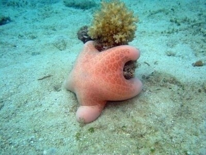 快看呐，我找到派大星啦！！！！是不是很像？！动物gif搞笑图片