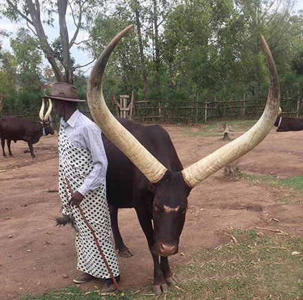 世界上最长的牛角动物gif搞笑图片