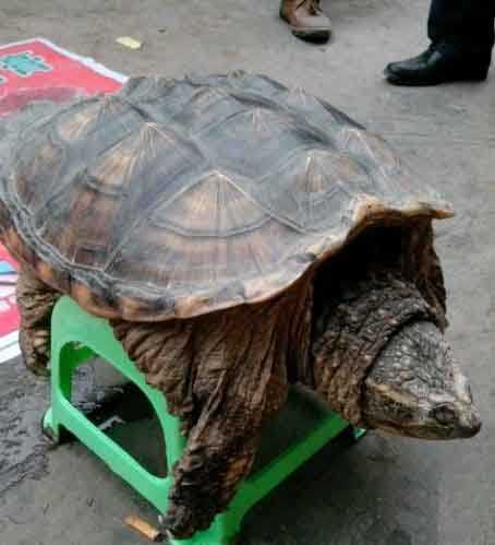 听说有一百五十多岁了动物gif搞笑图片