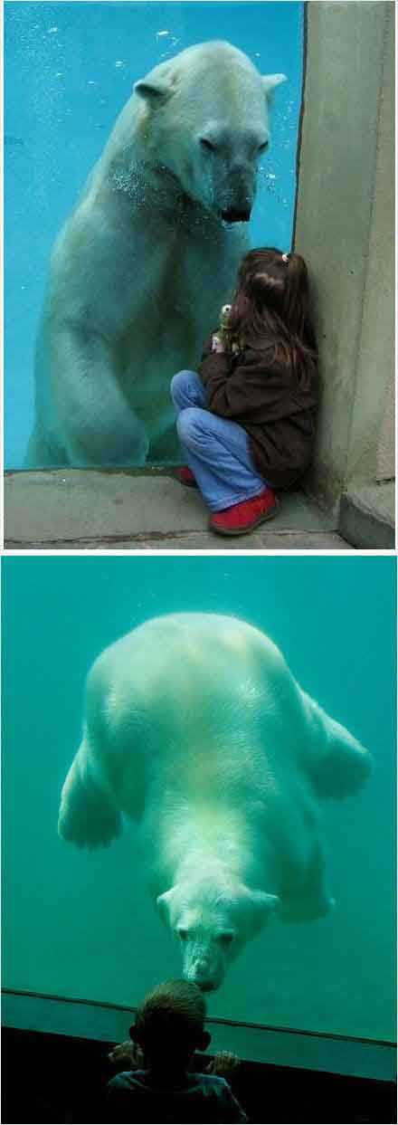 淡淡的忧伤动物gif搞笑图片