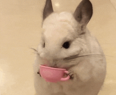 真实版《鼠来宝》“布布”不会唱歌但也萌翻你动物gif搞笑图片