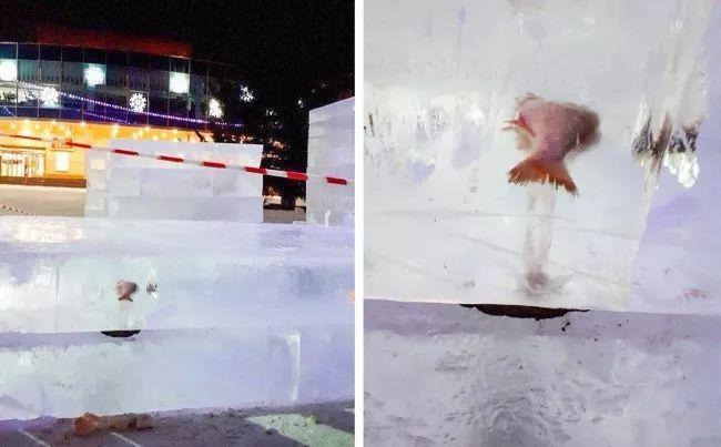 冰做的台阶里竟然有...动物gif搞笑图片