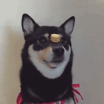 在狗狗眼里，食物是不能落地的动物gif搞笑图片