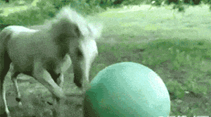 小马驹好可爱，老妈咱家这68平方可以养马吗？动物gif搞笑图片