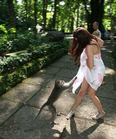 大师兄！放开那个妖精让我来动物gif搞笑图片