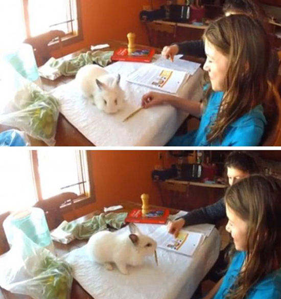 太萌啦！能监督你写作业的小兔子动物gif搞笑图片