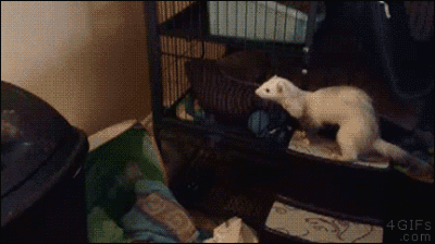 活的好好的，干嘛要自掘坟墓呢动物gif搞笑图片