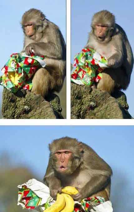 尼玛。。。这可是圣诞节动物gif搞笑图片