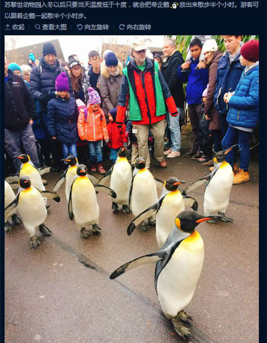 QQ员工散步动物gif搞笑图片