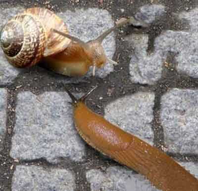 咦，你的房子呢？动物gif搞笑图片