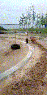 加强版动物gif搞笑图片