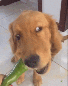 媳妇让狗狗啃辣椒，它吃的还真香动物gif搞笑图片