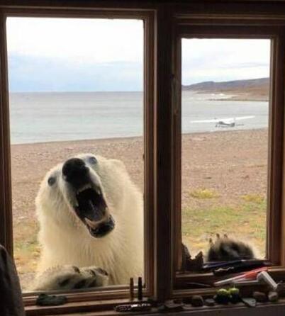 有本事开窗啊动物gif搞笑图片