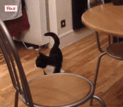 养了一只神经猫，每天都是惊惊惊喜动物gif搞笑图片