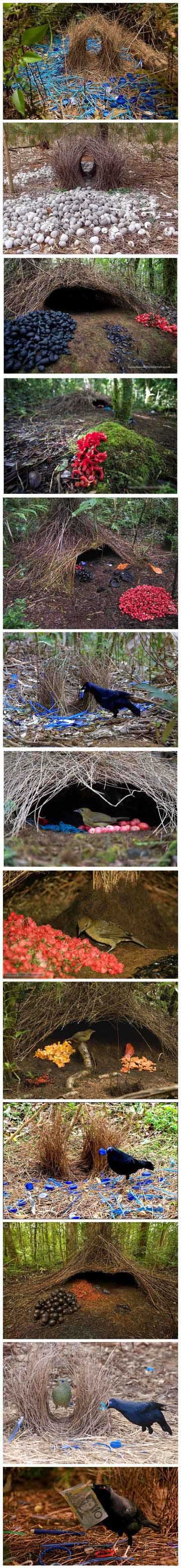 澳洲bowerbird公鸟交配前会做个巢，哪个会得到芳心动物gif搞笑图片