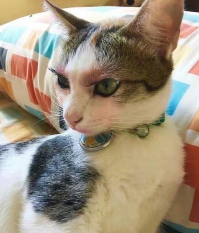 凶狠的丈母娘既视感动物gif搞笑图片