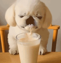汪星人独特的喝奶昔方式动物gif搞笑图片