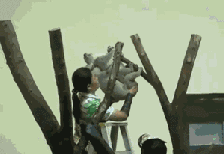 这懒得过分了吧动物gif搞笑图片