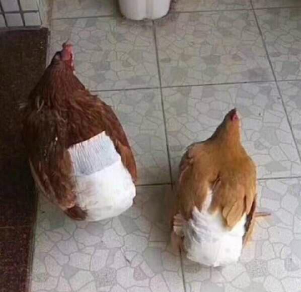 防止鸡拉屎的妙招就是尿不湿动物gif搞笑图片
