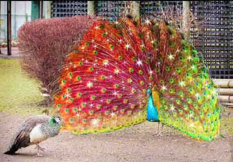 公孔雀示爱，闪瞎眼了动物gif搞笑图片