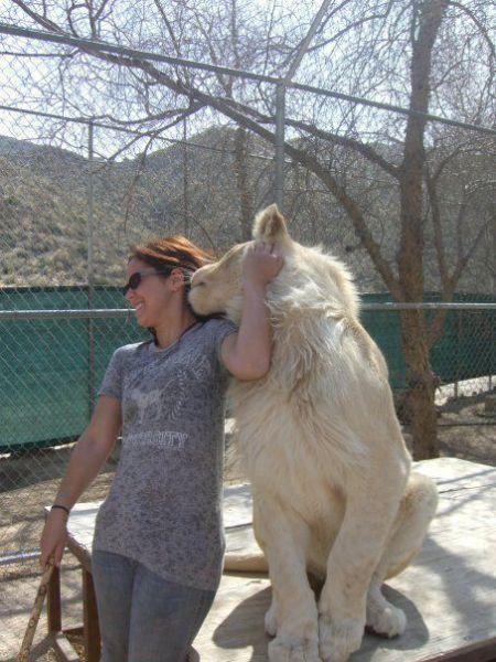 骚扰女游客的狮子动物gif搞笑图片