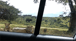 被吃掉了？动物gif搞笑图片