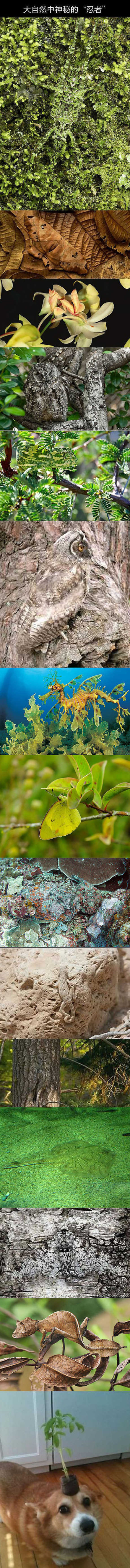 动物的伪装术！最后一张终极必杀~动物gif搞笑图片