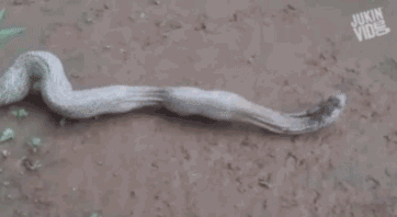 下蛋蛇，蛇中的战斗蛇动物gif搞笑图片